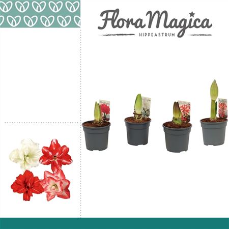 Гиппеаструм 2 ст Микс