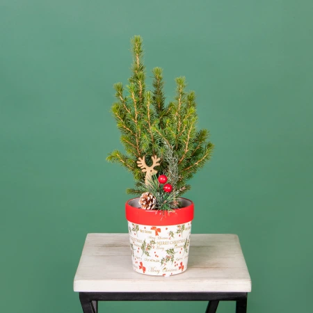 Ель Коника в кашпо Кристмас с оленем и шишкой PTK25347