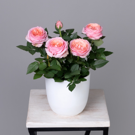 Роза кордана гранд Адель