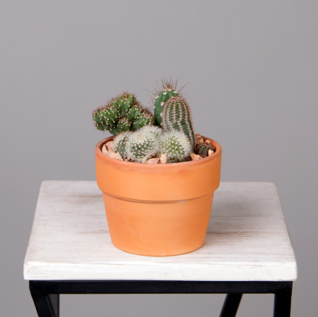 Кактус Микс терракотта 2