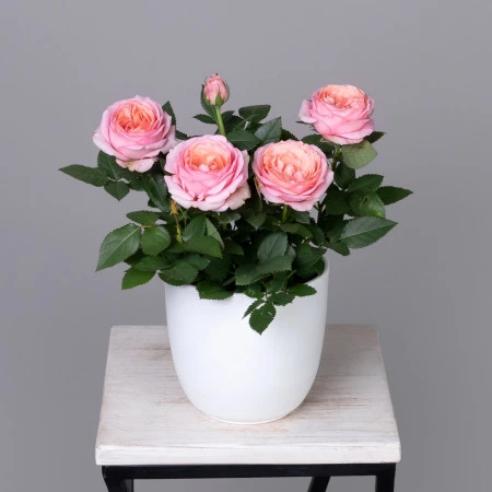 Роза кордана гранд Адель