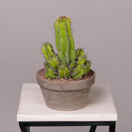 Эуфорбия Фрутикоза в кашпо