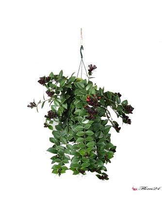 Эсхинантус Мона Лиза Подвесной