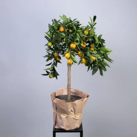 Цитрофортунелла Каламондин