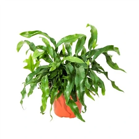 Микросорум разнолистный