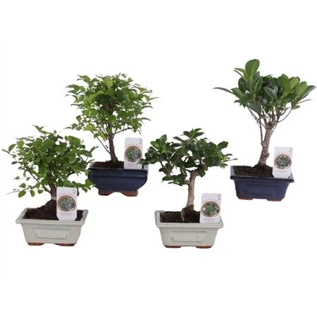 Бонсай Микс в керамике