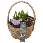 Мускари в плетеной корзине PTMB6194