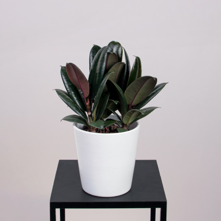 Фикус эластика Бургунди К