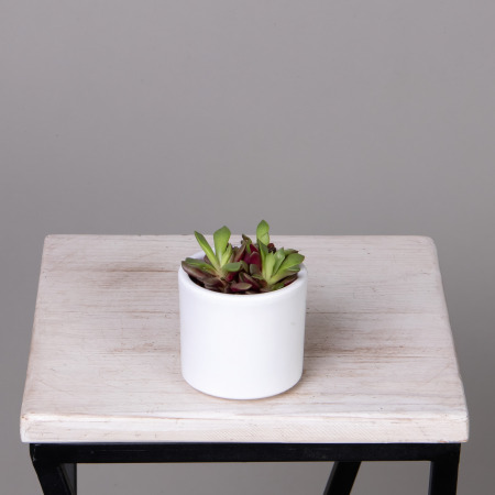 Анакампсерос Рубра