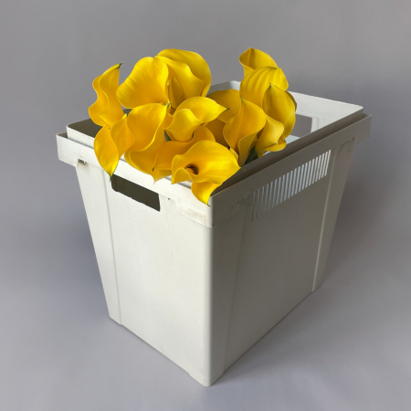 Калла "Голд Медаль"