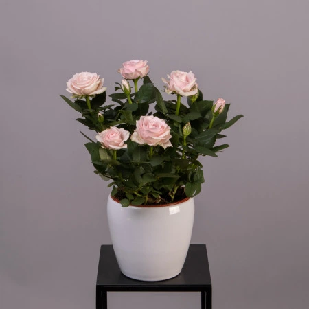 Роза Инфинити Принцесс Розовая