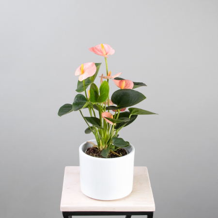 Антуриум андрианум Спирит