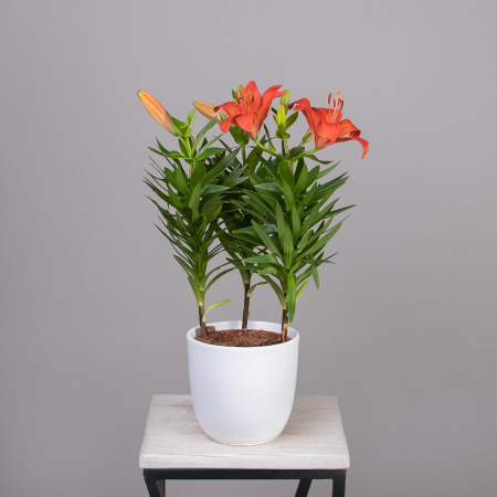 Лилия Аз. Красная