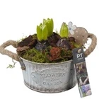 Гиацинт Композиция в цинке Белом PTHC9141