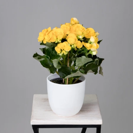 Бегония Элатиор Ребекка Желтая