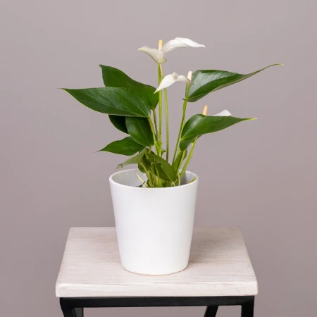 Антуриум андрианум Лилли белый