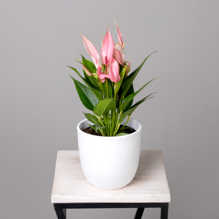 Антуриум андрианум Лилли Пинк К