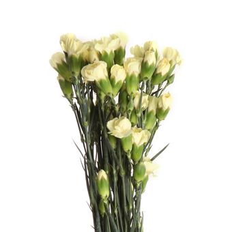 Гвоздика кустовая "Желтая"