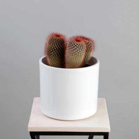 Маммиллярия Микс