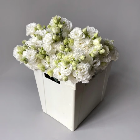 Лизиантус "Ду Селеб кристал"