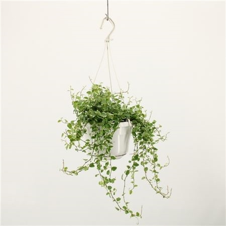 Фикус Пумила Уайт Санни подвесной