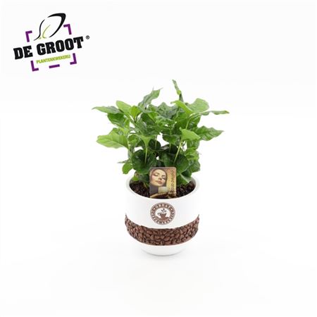 Кофе Арабика в белой кружке с кофейными зернами