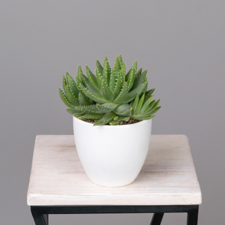 Алоэ Бревифолия