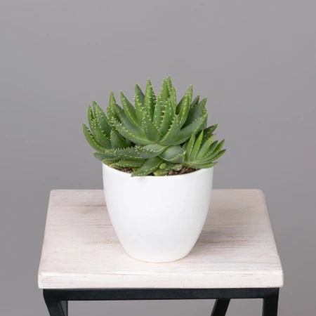 Алоэ Бревифолия