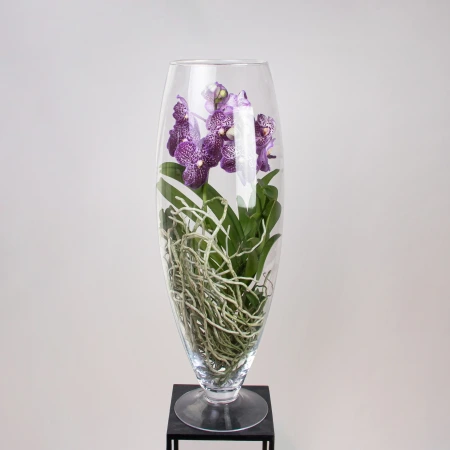 Ванда в стекле Шампань Фиолетовый