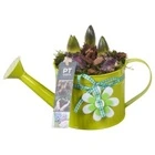 Гиацинт Композиция в лейке PTHC9122