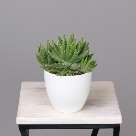 Алоэ Бревифолия