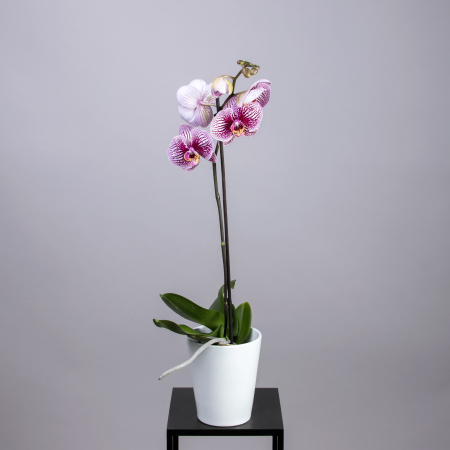 Фаленопсис Микс 1 ст К