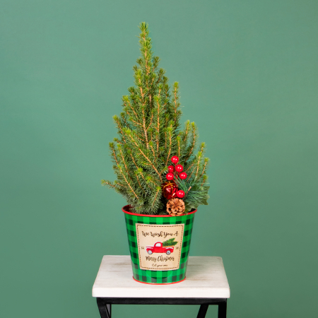 Ель Коника в цинковом ведерке зеленом с украшениями  PTK25456