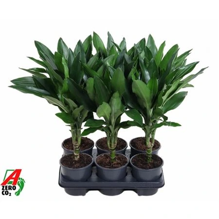 Драцена фрагранс Джанет Линд