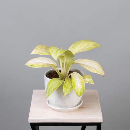 Аглаонема Арктик Лайм