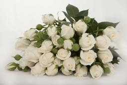 Роза кустовая "Сноу Баблс"