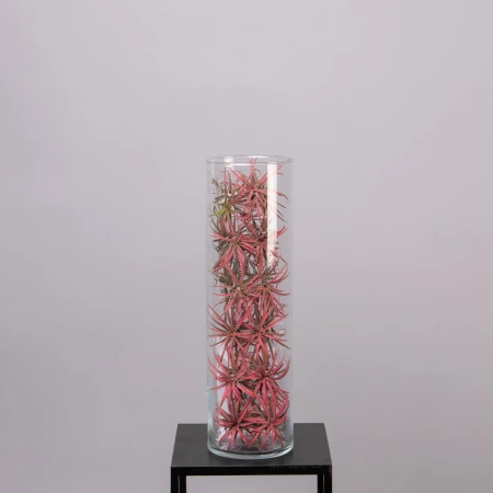 Тилландсия Атмосферная