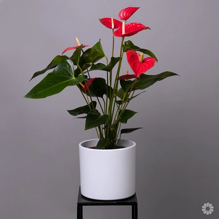 Антуриум андрианум Чемпион Красный