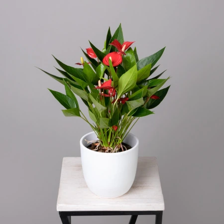 Антуриум андрианум Многоцветковый Красный К