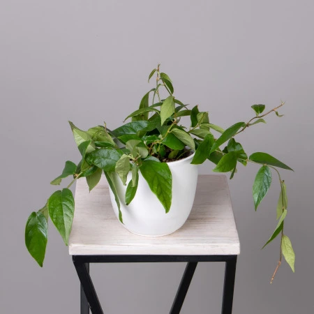 Фикус Радиканс Грин