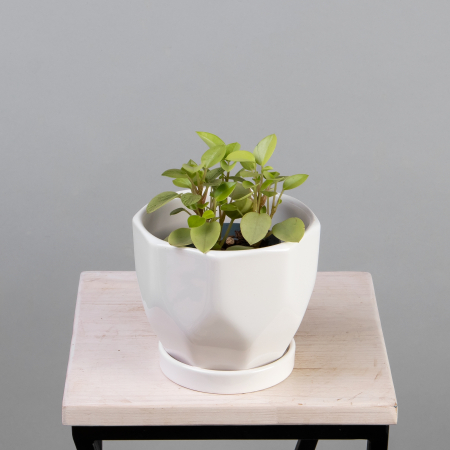 Пеперомия Лайм