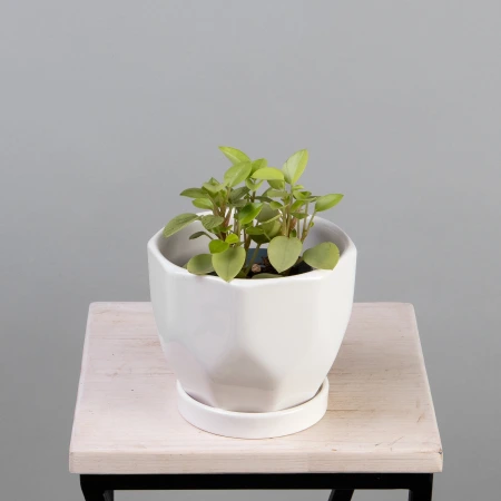 Пеперомия Лайм