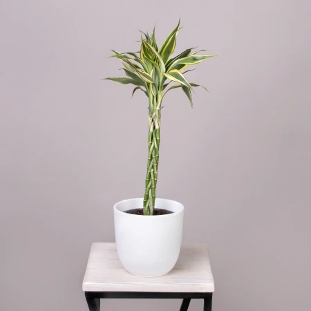 Драцена сандериана Микс переплетенная