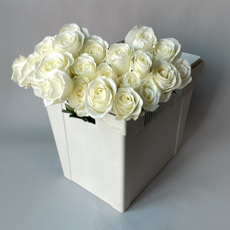 Роза "Тибет"