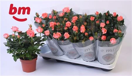 Роза Кенди Бумонд Коралловая