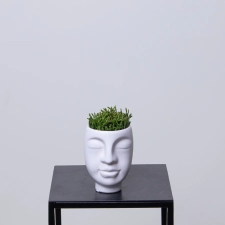 Рипсалис Литл Лизард Серый