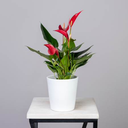 Антуриум Лилли Ред