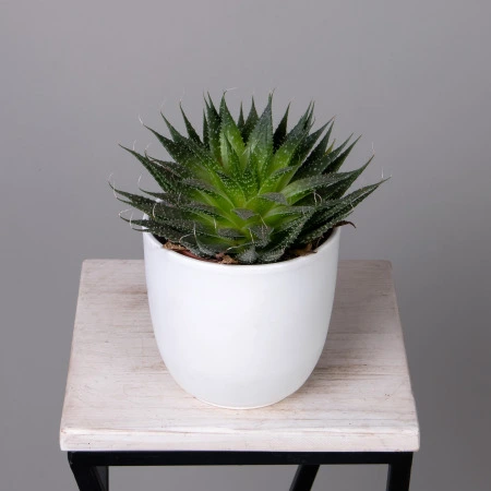 Алоэ Аристата