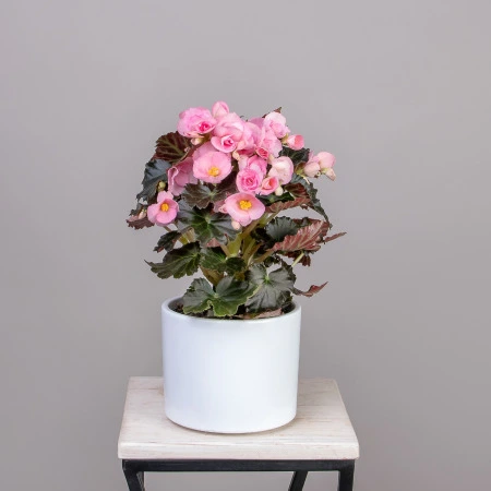 Бегония Премиум Бориас Розовый