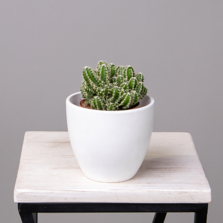 Цереус Флорида